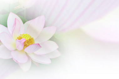 蓮の花のぼかし写真