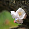 梅の花　写真
