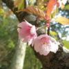 桜の花　写真