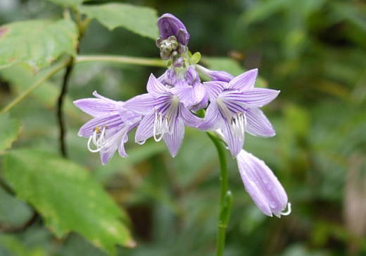 藤紫のコバギボウシの花