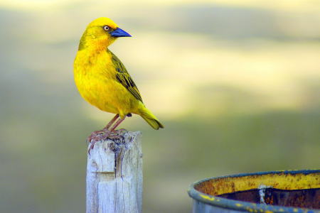 黄色小鳥